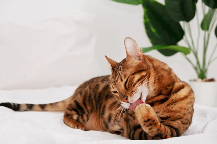 Best wet food for bengal cats